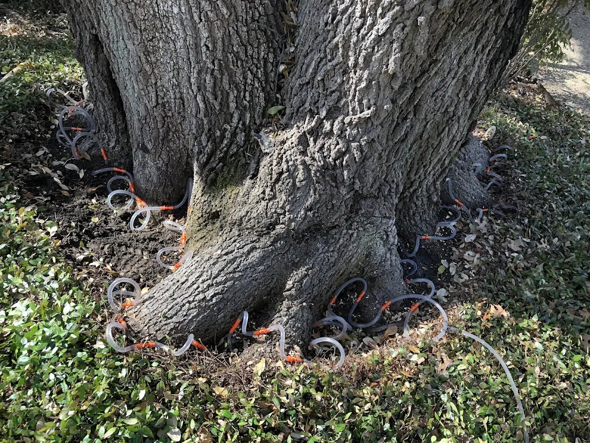 Detailed Tree Cabling and Bracing job site in West Yarmouth
