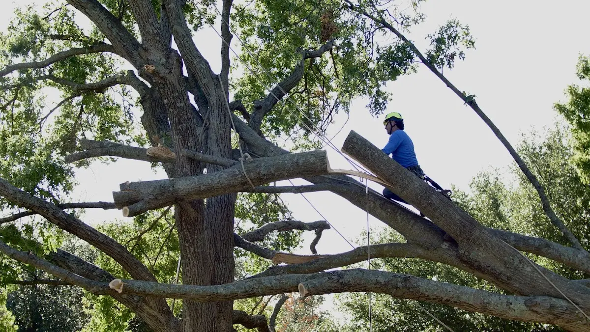 Professional Crown Thinning performed by certified arborists in West Yarmouth