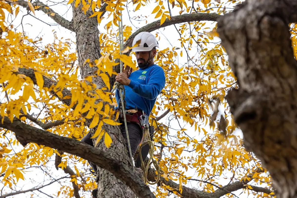 Skilled Tree Pruning crew working in West Yarmouth
